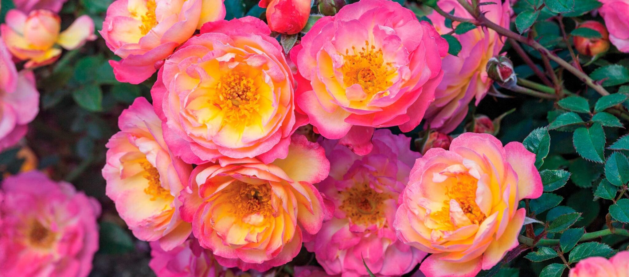 Spring sale - garden nursery