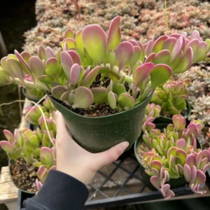 Weeping Trailing Jade Live Plant - Variegated Succulent - 4 inch Pot - Indoor Home Decor - Image 2