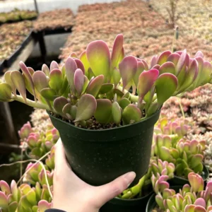 Weeping Trailing Jade Live Plant - Variegated Succulent - 4 inch Pot - Indoor Home Decor - Image 4