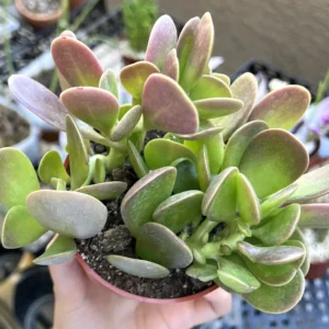 Weeping Trailing Jade Live Plant - Variegated Succulent - 4 inch Pot - Indoor Home Decor - Image 6