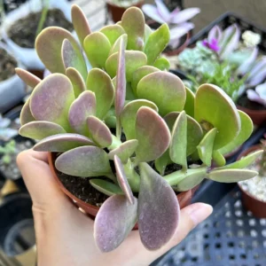 Weeping Trailing Jade Live Plant - Variegated Succulent - 4 inch Pot - Indoor Home Decor - Image 7