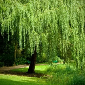 Weeping Willow Tree Cuttings - Set of 12 Unrooted Salix babylonica, Fast Growing Outdoor - Image 1