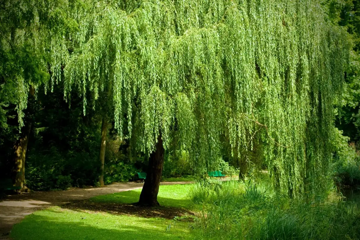 Weeping Willow Tree Cuttings - Set of 12 Unrooted Salix babylonica, Fast Growing Outdoor - Image 1