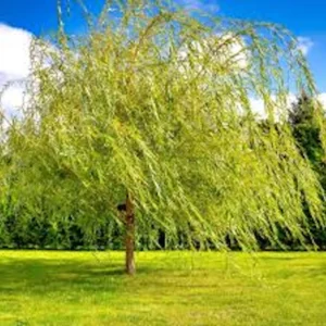Weeping Willow Tree Live Plant – 12-24in Tall Salix babylonica Bare Root Outdoor - Image 4