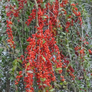 Weeping Yaupon Holly Live Plant - Ilex vomitoria 'Pendula' - 4-10" Tall Evergreen Tree - Image 2