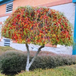 Weeping Yaupon Holly Live Plant - Ilex vomitoria 'Pendula' - 4-10