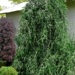 Weeping Yaupon Holly Live Plant - Ilex vomitoria 'Pendula' - 4-10