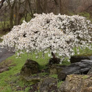 Weeping Yoshino Cherry Live Plant - 2.5 inch Pot - Elegant Cascading Blooms - Outdoor - Image 1