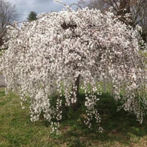 Weeping Yoshino Cherry Live Plant - 2.5 inch Pot - Elegant Cascading Blooms - Outdoor - Image 3