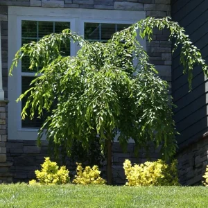Weeping Yoshino Cherry Live Plant - 2.5 inch Pot - Elegant Cascading Blooms - Outdoor - Image 4