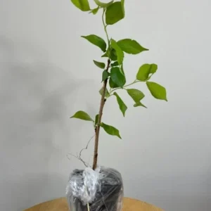 Weeping Yoshino Cherry Live Plant - 2.5 inch Pot - Elegant Cascading Blooms - Outdoor - Image 7