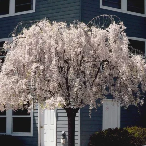 Weeping Yoshino Cherry Live Plant - 2.5 inch Pot - Elegant Cascading Blooms - Outdoor - Image 9