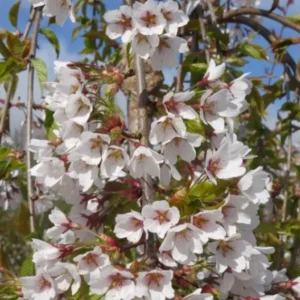 Weeping Yoshino Cherry Tree - Live Plant - 10-12" Tall Sapling - 2.5" Pot - Outdoor Ornamental - Image 2
