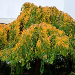 Weeping Yoshino Cherry Tree - Live Plant - 10-12
