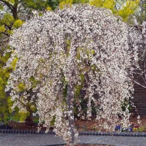 Weeping Yoshino Cherry Tree - Live Plant - 10-12" Tall Sapling - 2.5" Pot - Outdoor Ornamental - Image 1