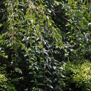 Weeping Yoshino Cherry Tree - Live Plant - 10-12