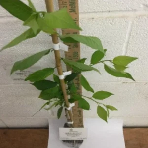 Weeping Yoshino Cherry Tree - Live Plant - 10-12