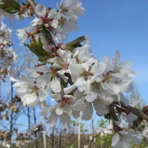 Weeping Yoshino Cherry Tree Live Plant - Pale Pink Spring Blooms, 2.5 Inch Pot - Image 5