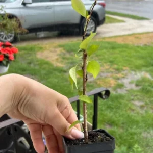 Weeping Yoshino Cherry Tree Live Plant - Pale Pink Spring Blooms, 2.5 Inch Pot - Image 7