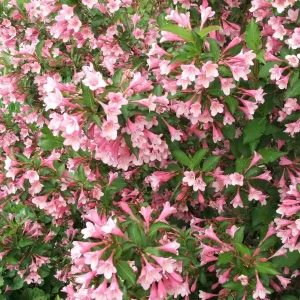 Weigela Florida Live Plant – Pink & White Flowers – Outdoor Shrub – 4+ Inches Tall - Image 2
