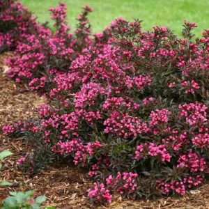 Weigela Live Shrub – Rosy Pink Flowers, Purple Foliage, Reblooming, Quart Pot - Image 10