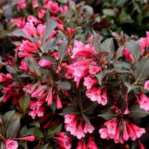 Weigela Live Shrub – Rosy Pink Flowers, Purple Foliage, Reblooming, Quart Pot - Image 1