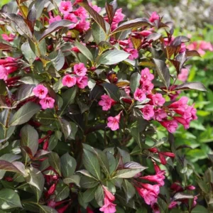 Weigela Live Shrub – Rosy Pink Flowers, Purple Foliage, Reblooming, Quart Pot - Image 2