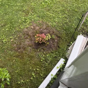 Weigela Live Shrub – Rosy Pink Flowers, Purple Foliage, Reblooming, Quart Pot - Image 7