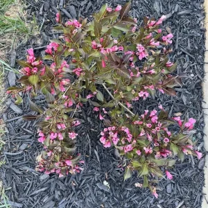 Weigela Live Shrub – Rosy Pink Flowers, Purple Foliage, Reblooming, Quart Pot - Image 8