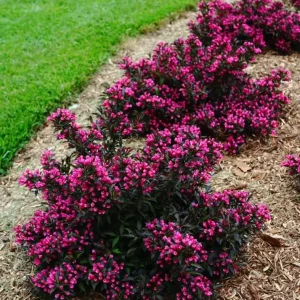 Weigela Live Shrub – Rosy Pink Flowers, Purple Foliage, Reblooming, Quart Pot - Image 9