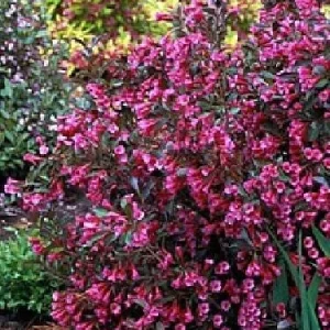Weigela Wine & Roses Live Plant – Dark Foliage, Pink Flowers – 4 inch Pot - Image 2