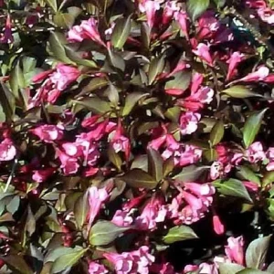 Weigela Wine & Roses Live Plant – Dark Foliage, Pink Flowers – 4 inch Pot - Image 3
