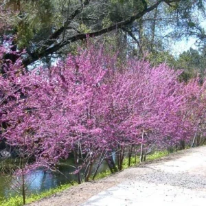 Western Redbud Tree Seeds - Cercis Occidentalis Cold Hardy Flowering Shrub (25 Seeds) - Image 3
