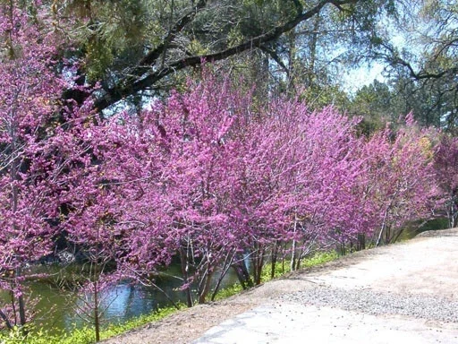 Western Redbud Tree Seeds - Cercis Occidentalis Cold Hardy Flowering Shrub (25 Seeds) - Image 3