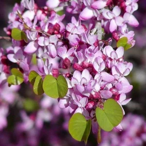 Western Redbud Tree Seeds - Cercis Occidentalis Cold Hardy Flowering Shrub (25 Seeds) - Image 1