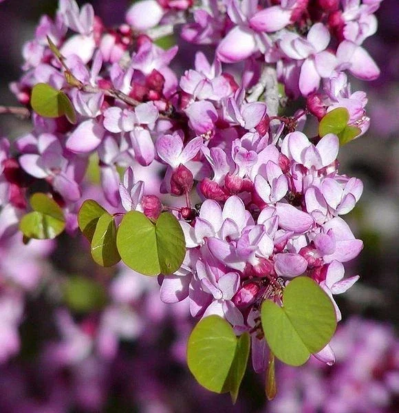 Western Redbud Tree Seeds - Cercis Occidentalis Cold Hardy Flowering Shrub (25 Seeds) - Image 1