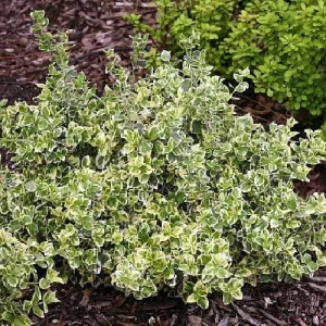 White Album Euonymus Live Plant - Variegated Evergreen Groundcover - 4 inch Pot - Image 3