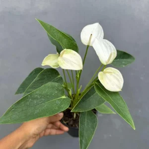 White Anthurium Live Plant in 4 inch Pot - Easy Care Flamingo Flower Houseplant - Image 4