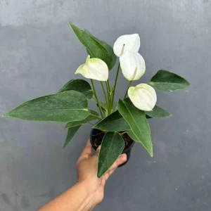 White Anthurium Live Plant in 4 inch Pot - Easy Care Flamingo Flower Houseplant - Image 5