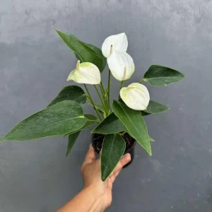 White Anthurium Live Plant in 4 inch Pot - Easy Care Flamingo Flower Houseplant - Image 6