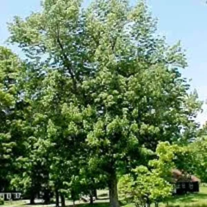 White Ash Tree 12-24in Bare Root Live Plant - Fraxinus americana - Image 3