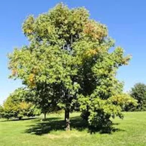 White Ash Tree 12-24in Bare Root Live Plant - Fraxinus americana - Image 5