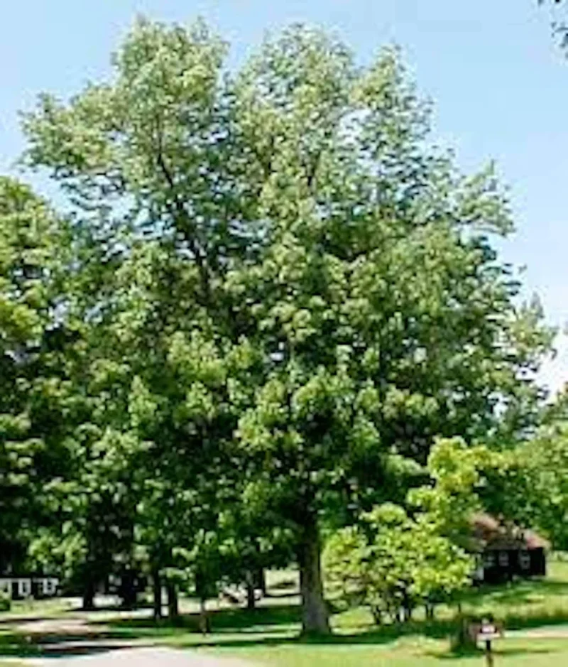 White Ash Tree Bare Root - Fraxinus americana Live Plant