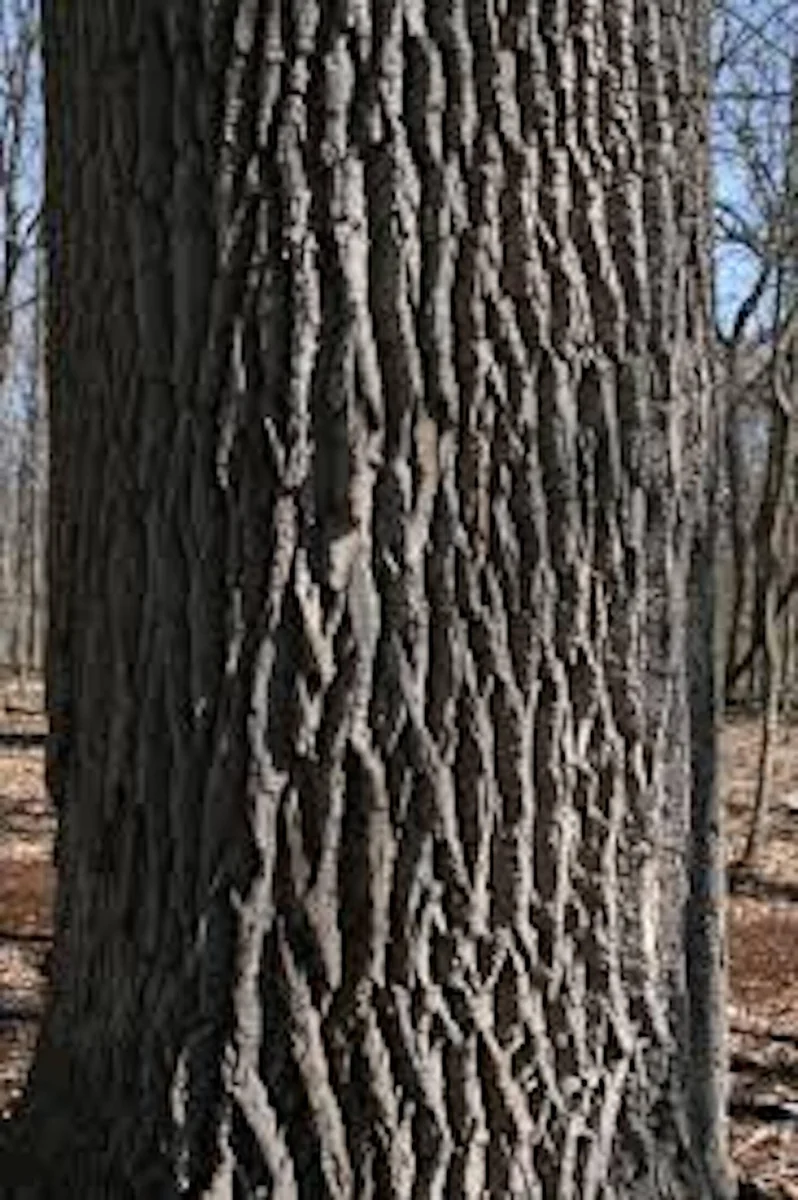 White Ash Tree Live Plant – Fraxinus americana – 12-24in Bare Root - Image 2