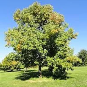 White Ash Tree Live Plant – Fraxinus americana – 12-24in Bare Root - Image 1