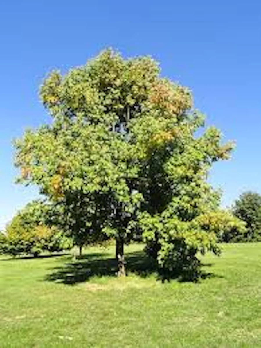 White Ash Tree Live Plant – Fraxinus americana – 12-24in Bare Root - Image 1