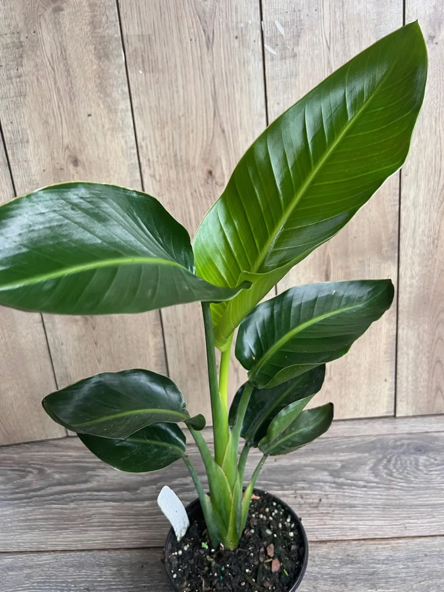 White Bird of Paradise Live Plant, Strelitzia nicolai, 6 inch Pot, Indoor/Outdoor - Image 1