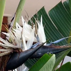 White Bird of Paradise Live Plant – Strelitzia nicolai – 4 inch Pot – Indoor/Outdoor - Image 2