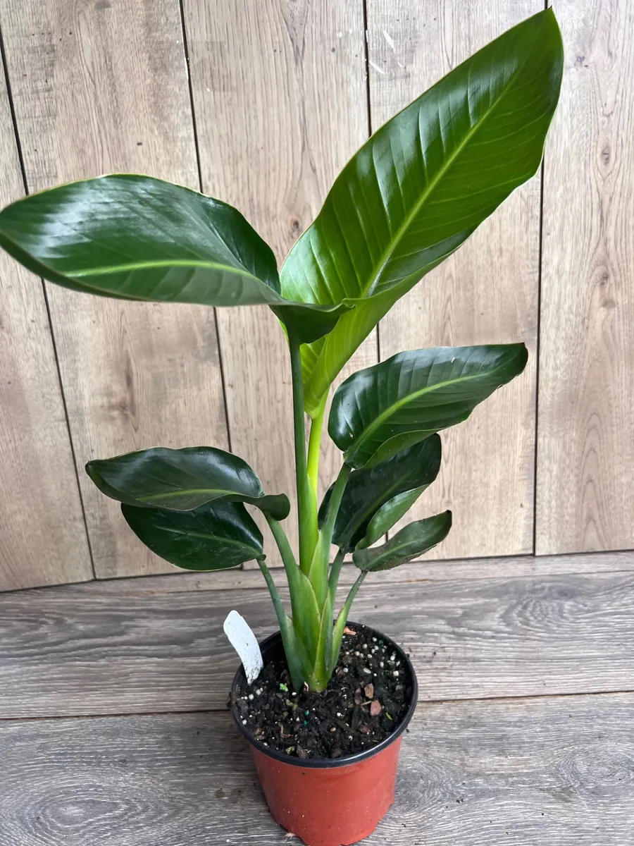 White Bird of Paradise Live Plant, Strelitzia nicolai, 6 inch Pot, Indoor/Outdoor - Image 3