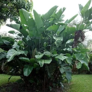 White Bird of Paradise Live Plant – Strelitzia nicolai – 4 inch Pot – Indoor/Outdoor - Image 3